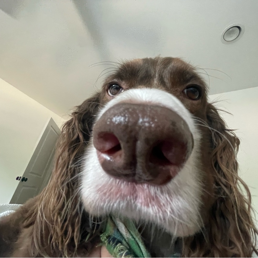 Meet your Posher, Ella